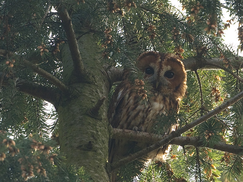 Strix aluco Bosuil Tawny Owl